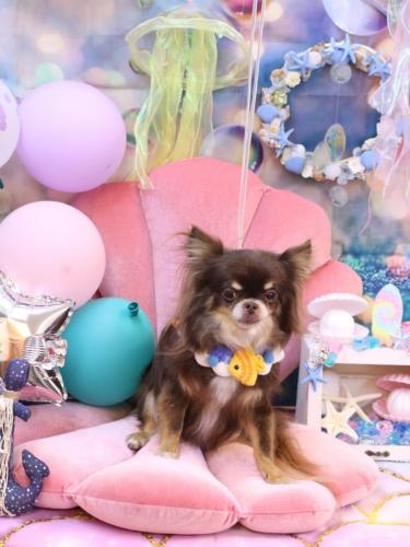 20240804チロルくん